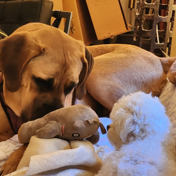 Meet your Posher, Anne - Picture 3 of 4